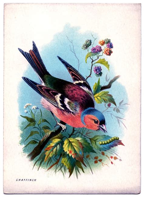 Chloe Van Paris Bird Print 1870s Uk