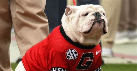 Tuesday Morning Dawg Bites Is Ready For Some Football Dawg Sports