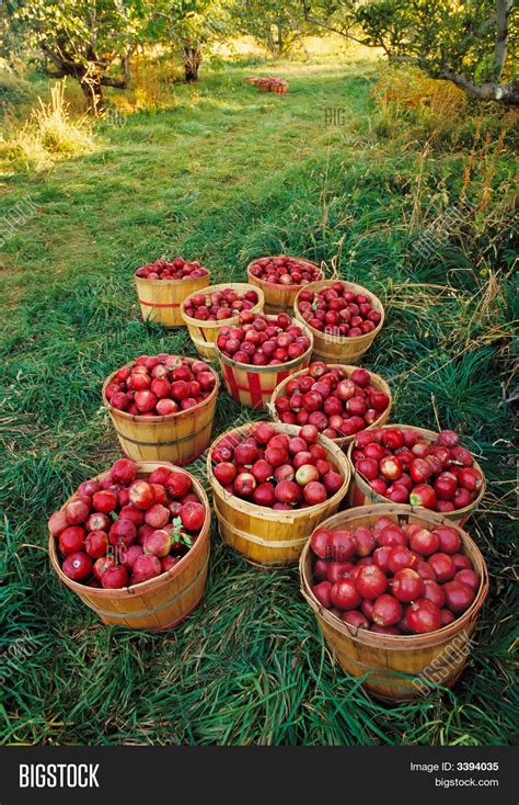 Apple Orchard Harvest Image And Photo Free Trial Bigstock