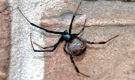 Brown Widow Spider Latrodectus Geometricus