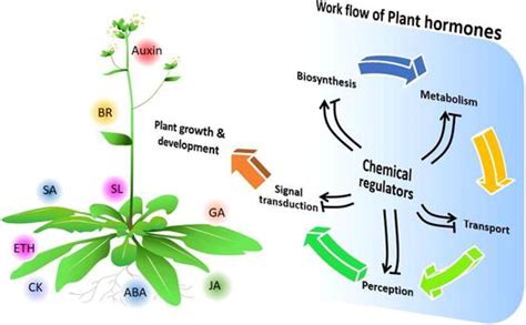 Full Article Chemical Regulators Of Plant Hormones And Their