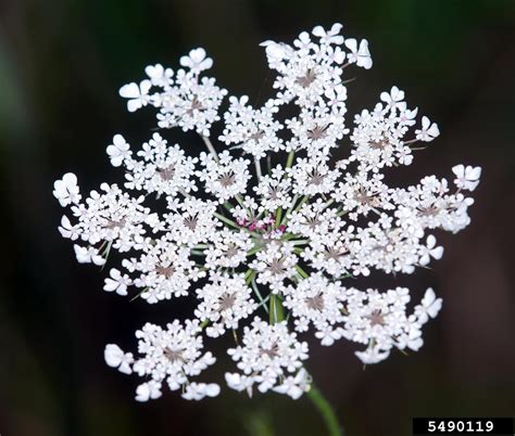 Queen Anne S Lace Wild Carrot Daucus Carota Apiales Apiaceae