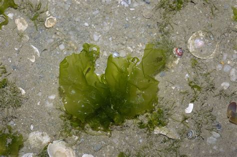 Sea Lettuce Ulva Lactuca Flickr Photo Sharing