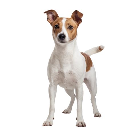 Jack Russell Terrier Dog Dog Animal Pet Png Transparent Image And