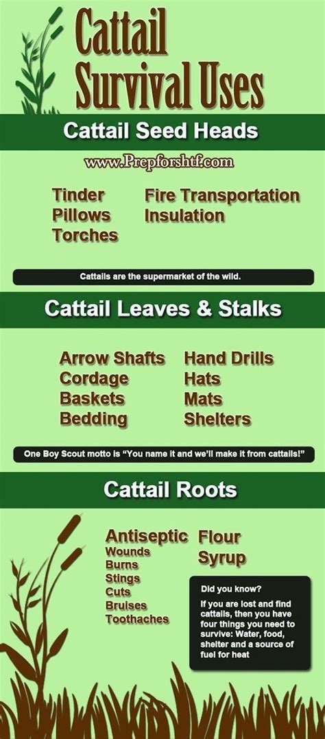 Cattails Survival Uses Survival And Preparedness Survival Life