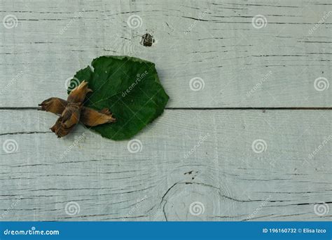 Group Of Dry Flakes With Hazelnuts Next To A Green Hazelnut Leaf Stock