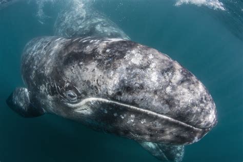 Minke whale 6 how large are baleen whales really? Baleen whales in their habitat: look at the giants of the ...