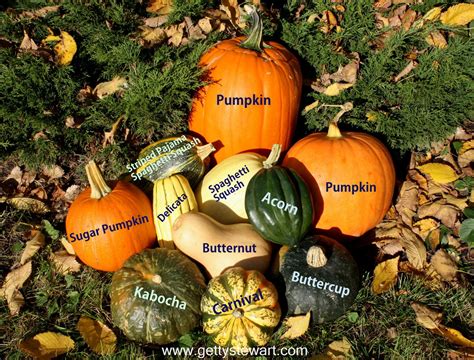 It goes well in all indian curries, side dishes and even desserts. How to Identify, Harvest and Store Pumpkins & Winter Squash
