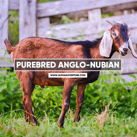 Buy Purebred Anglo Nubian Goat For Sale In The Philippines