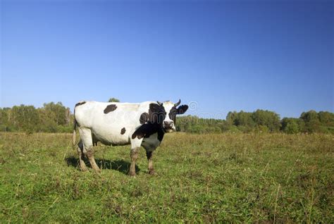 Cow On The Pasture Stock Image Image Of Animal Dairy 4362281