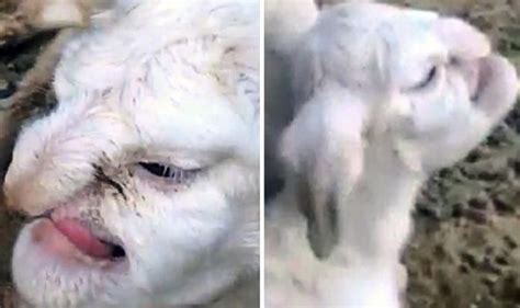 Lamb Born With Human Face Terrifies Village Weird News Uk