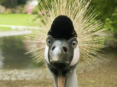 Top Ten Birds With Cool Hairstyles Earth Rangers Wild Wire Blog