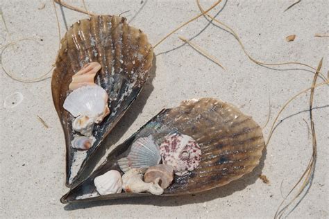 Sanibel Island Shells On The Beach Sanibel Island Is