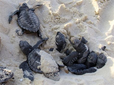 Green Sea Turtles Hatchlings On Kuredu Padi Pros