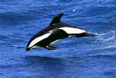 A Beautiful Hourglass Dolphin One Of Over 20 Lesser Know Dolphin
