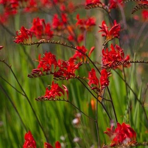 Crocosmia Lucifer Red Perennials Herbaceous Perennials Bog Garden