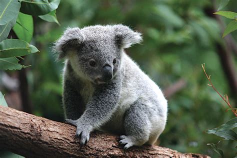 No new zealand native animal list would ever be complete without mentioning the country's most famous bird. Unique Wildlife in Australia and New Zealand | Goway