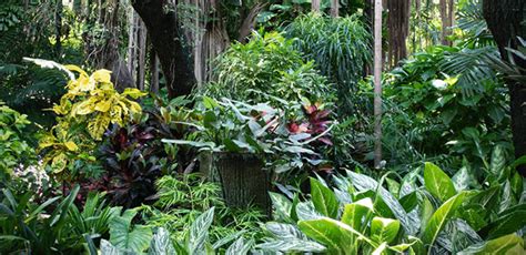 Plants commonly used or characteristic of a tropical garden is a plant that has many shades of color and has a wide leaf shape. Tropical Garden Design for Colder Climates - Horticulture