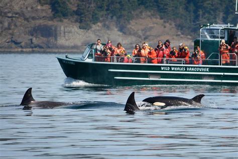 Wild Whales Vancouver Travel Vancouver Weddingwireca
