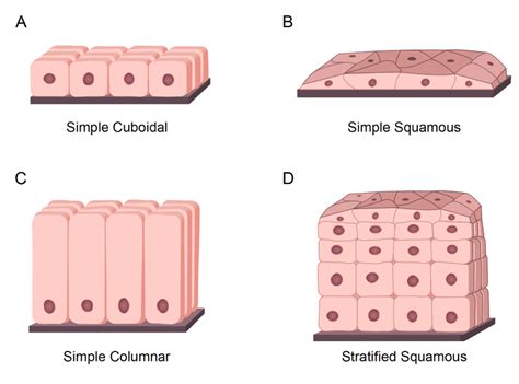 Simple Columnar Epithelial Tissue