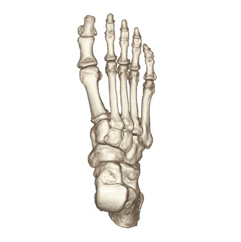 Foot E Anatomy Imaios