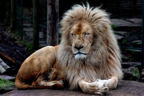 Meet White Lions In Hertfordshire Paradise Wildlife Park