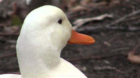 Female Wood Duck Extreme Close Up Of White Mallard Youtube