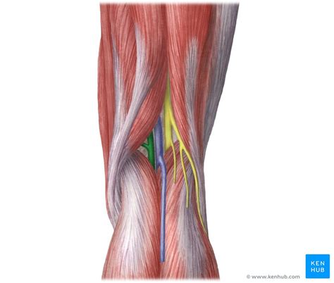 Top 8 Lymph Nodes Behind Knee Swollen 2022