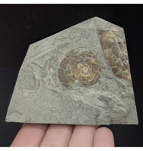 Fossils For Sale Fossils Iridescent Lower Lias Lower Jurassic Ammonite From North