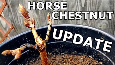 Horse chestnut is an extremely challenging bonsai subject. Horse Chestnut Bonsai UPDATE - potting, wiring, pruning ...