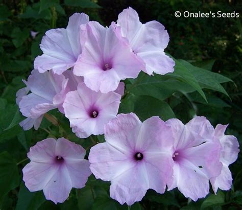 I must've used the soil to repot another plant because a plant began to grow that looked familiar, so i let it grow in the same pot. Morning Glory TREE BUSH Seeds, PINK FLOWERS (Ipomoea ...