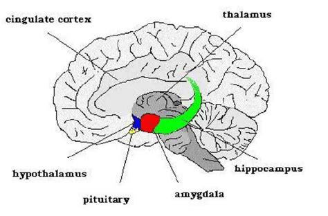 1 Drawing Showing A Few Structures Of The Limbic System Download