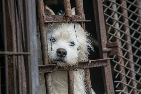 Canines Rescued From South Korean Dog Meat Farm Finding Refuge In