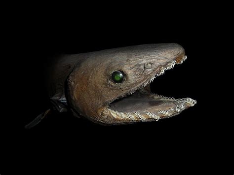 The very rare - and scary - frilled shark! : natureismetal