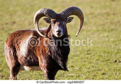 Mouflon Mouflon Auf Der Wiese Canstock