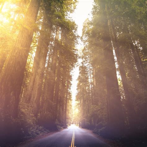 Driving Through Red Woods 5k Ipad Pro Wallpapers Free Download