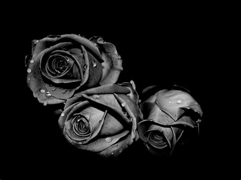 Fading Black Roses The Best Place To Enjoy Your Lovely Desktop