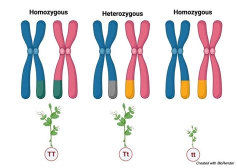 Homozygous Definition Examples And Traits