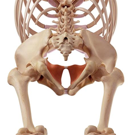 Human Pelvis Photograph By Sebastian Kaulitzki Science Photo Library