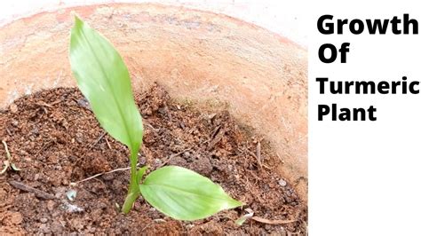 How To Grow Turmeric Plant At Home Turmeric Plant Miniature Green