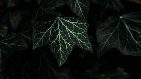 Download Wallpaper 3840x2160 Leaves Plant Green Dark Bush 4k Uhd 16