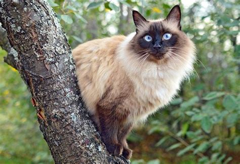Balinese Cat Breed Description And Complete Care Guide