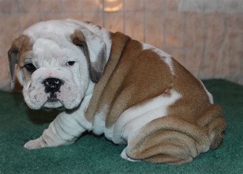 English Bulldog Puppies For Sale Huskerland Bulldogs Akc Registered