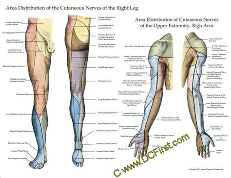 Nerve Innervation Of Upper And Lower Extremities