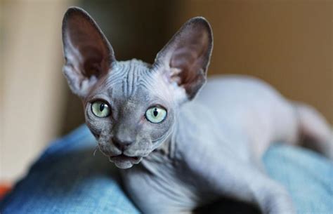 How To Find Sphynx Cat Rescue Shelters Lovetoknow