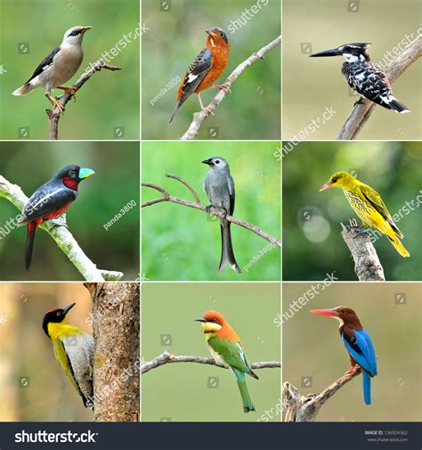 Collection Of Birds Stock Photo 136924562 Shutterstock