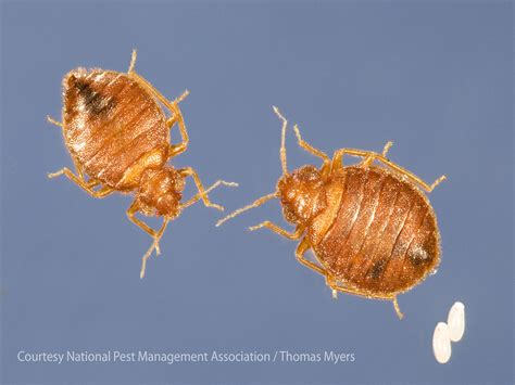 Where Do Bed Bugs Come From Identify Bed Bugs And Bites