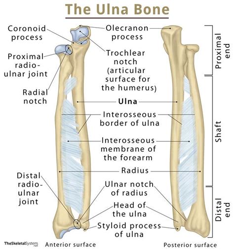 Ulna Definition Location Anatomy Functions Labeled Diagram
