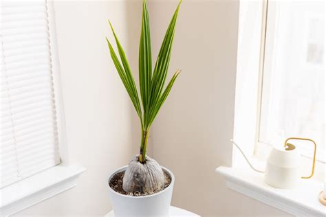 How to Grow and Care for Coconut Palm Indoors