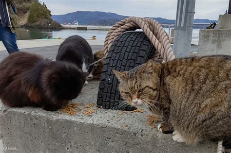 Tashirojima Cat Island Day Trip Klook India